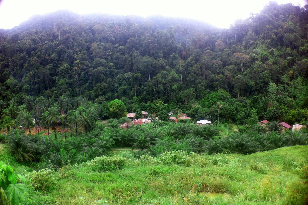 Green Lodge Tangkahan Exterior photo
